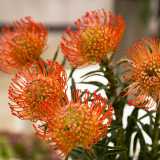 ...vorrei citare il nutan, un bellissimo fiore esotico color arancio che esprime affetto. Perch� � proprio questo il bello del nostro mestiere: vivere ogni giorno offrendo al mondo profumi, colori ed emozioni�